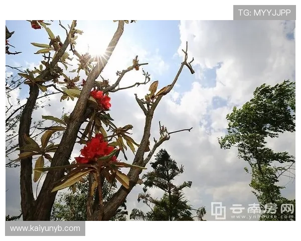 开云官方网站登录入口用户注册流程详解，帮助新用户顺利创建账号开始游戏